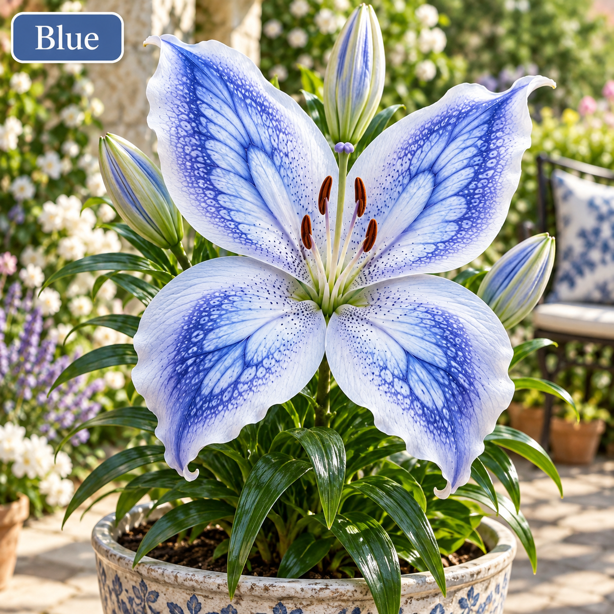 🦋Butterfly Lily Bulbs-Stunning Blooms for Every Garden✨