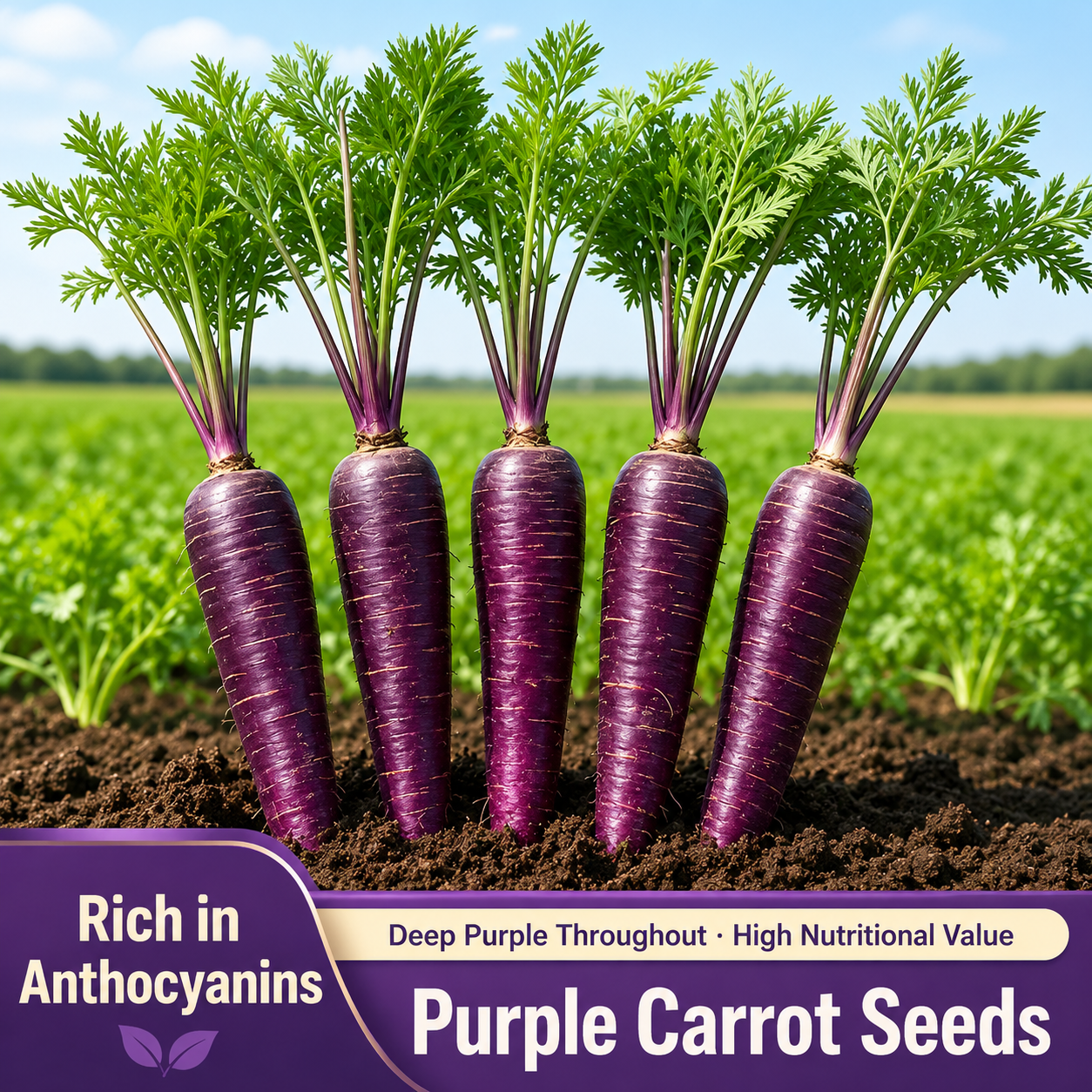 A collection of multi-colored carrots Seeds
