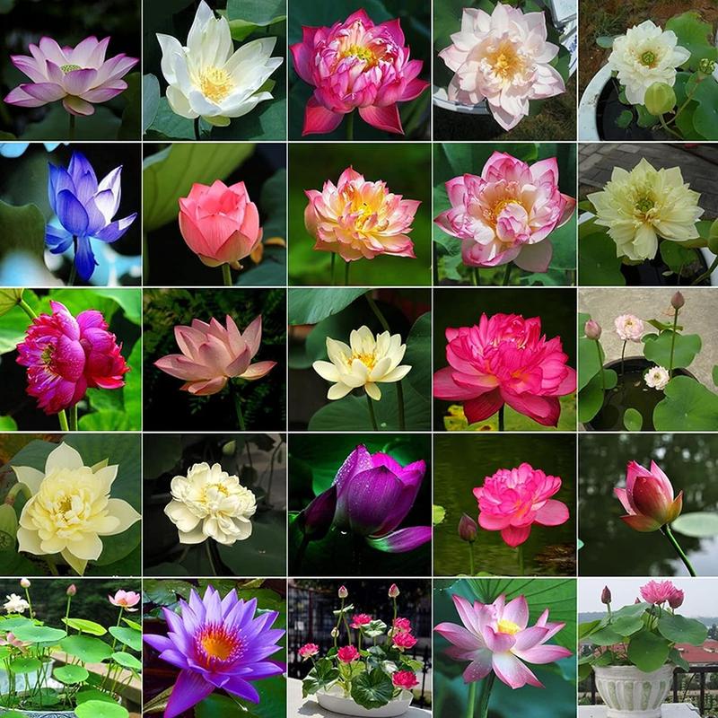 🌸【7 days germination】Last Day Sale - 50% OFF💐Hydroponic bowl lotus Seeds