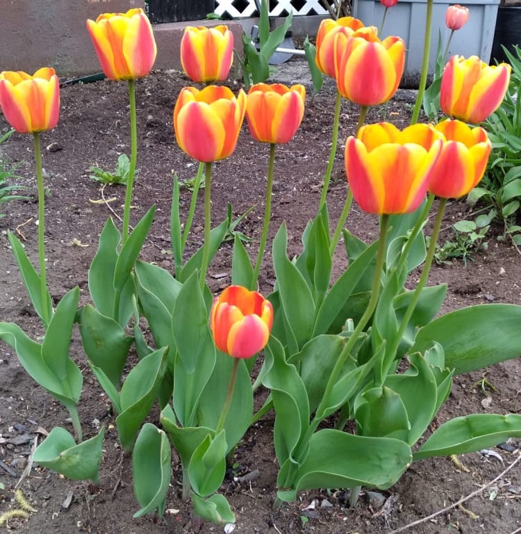 Halley's Comet Jumbo Perennial Tulip Seeds
