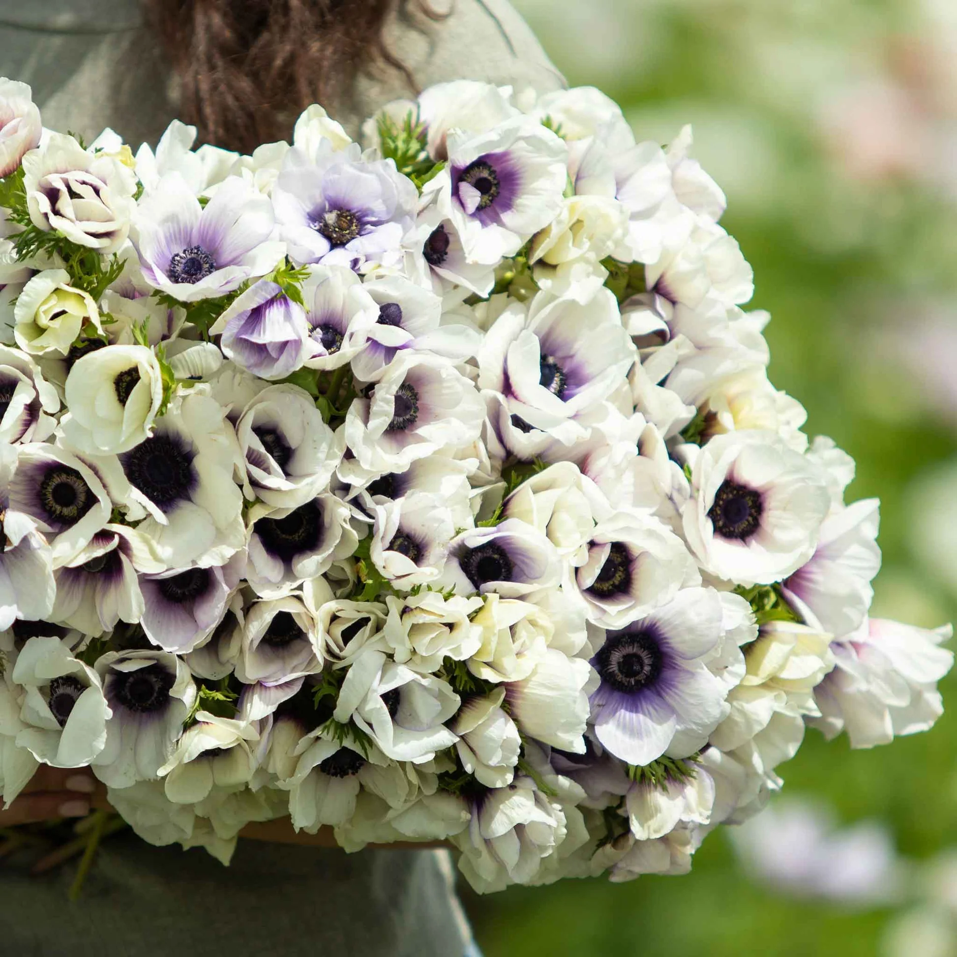 Pastel Blue Anemone Seeds