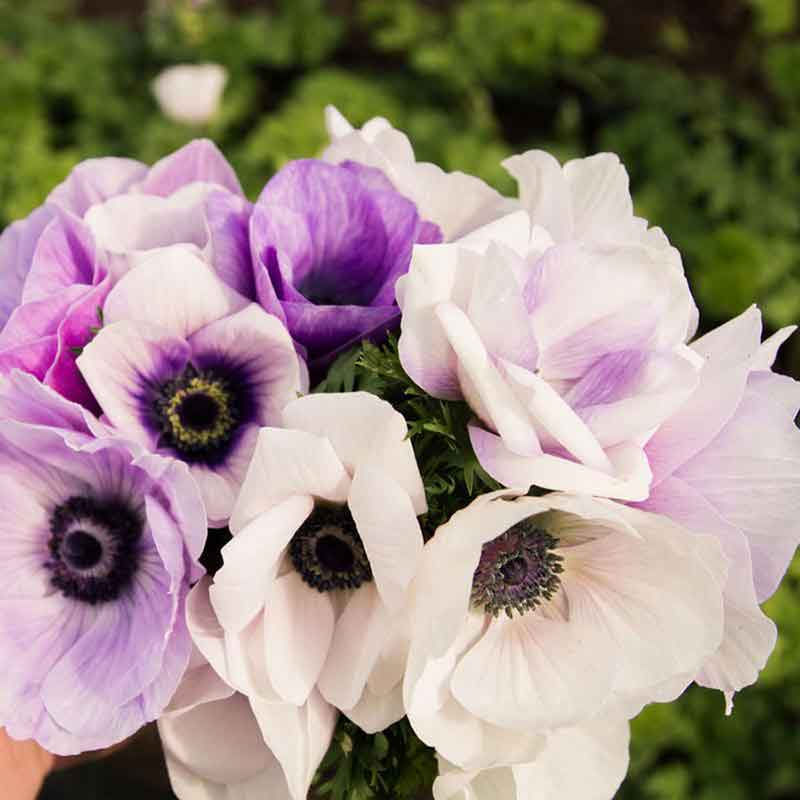 Pastel Violet Anemone Seeds
