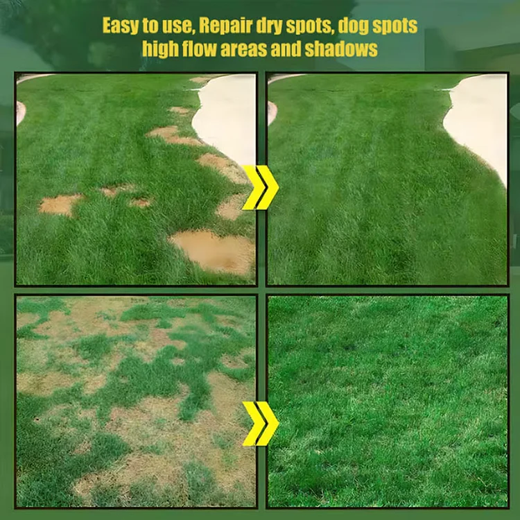 🔥🌱 Evergreen dwarf grass seed for four seasons🌾 | Create your perfect lawn here🌼