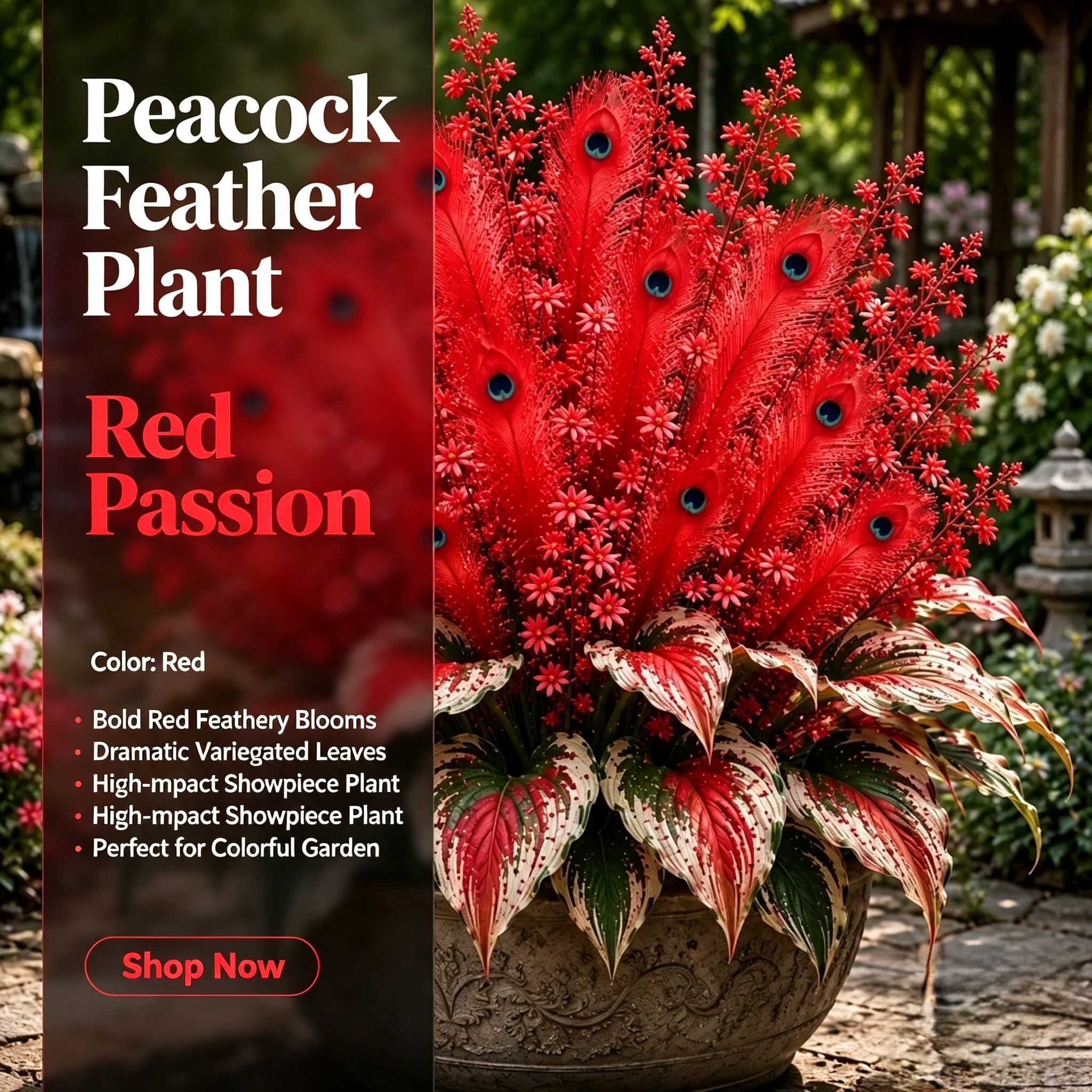 🏠🦚 Peacock Flame Hosta Bulbs💥 Stunning Colors That Brighten Any Space