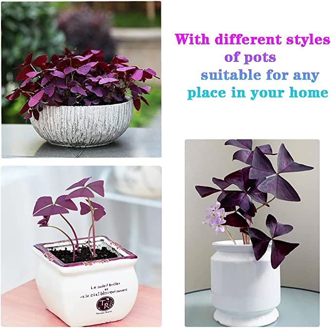 Oxalis Triangularis Purple Shamrock Good Luck Plant