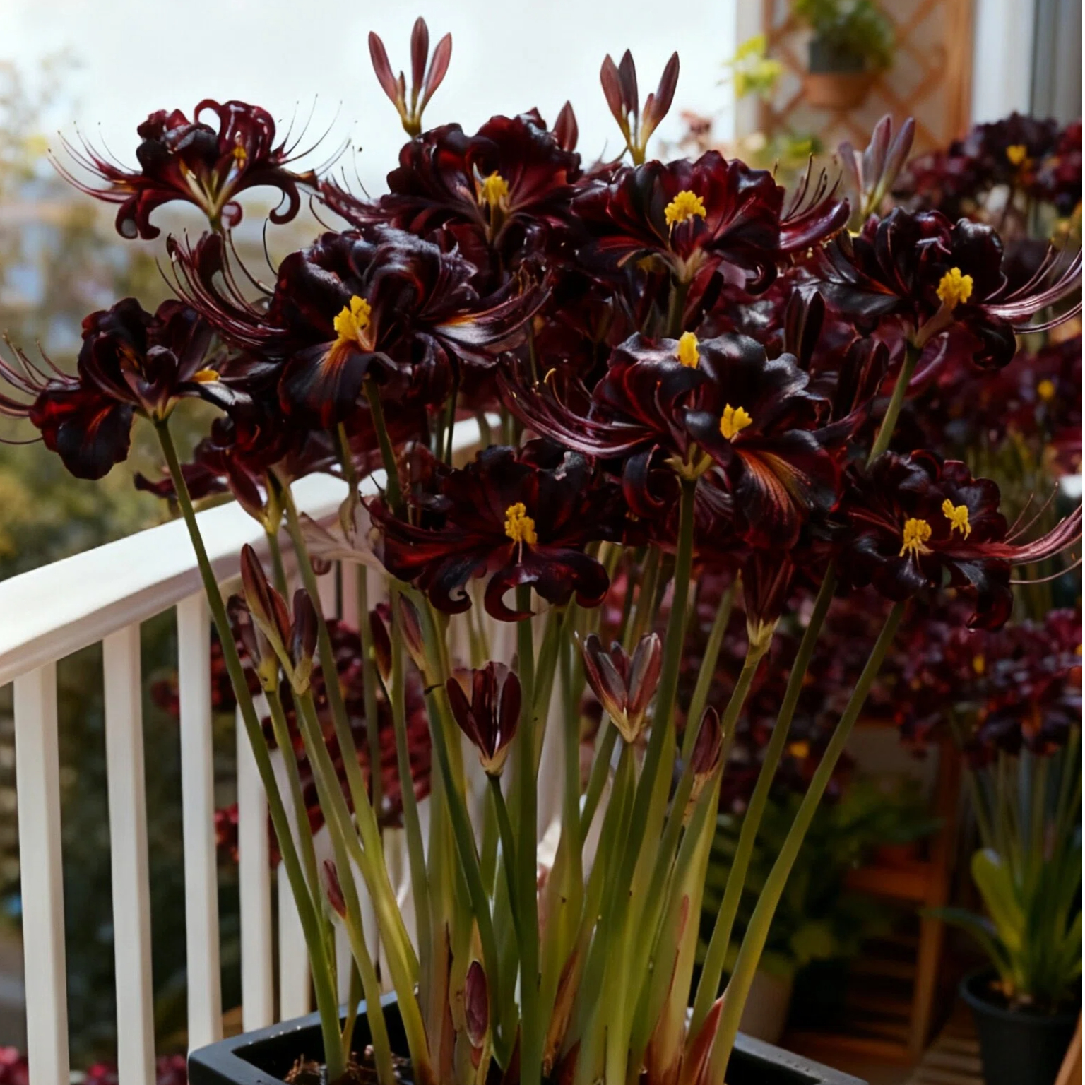 🔥🌺Seraphic Glow Spider Lily Bulbs