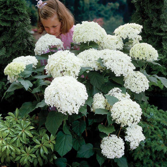 Hydrangea Seed: Beautiful, reunion and gratitude