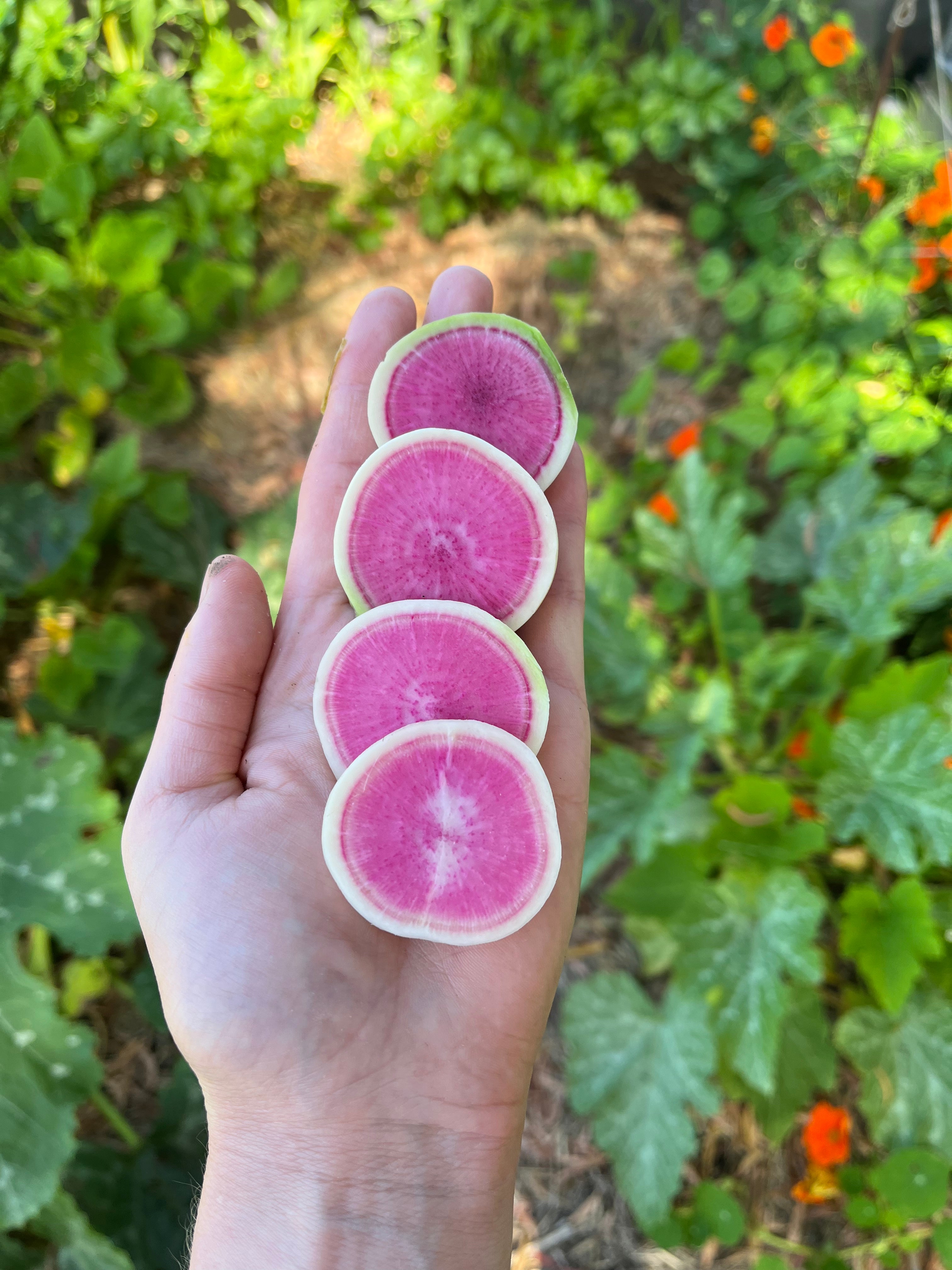 🥕Radish Watermelon Vegetable