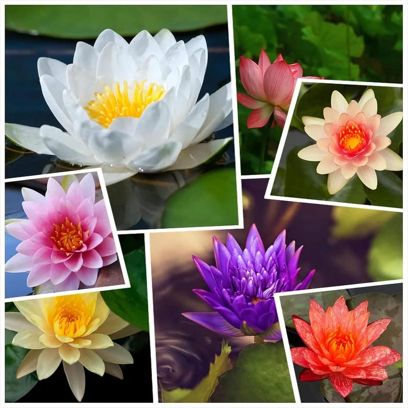 🌸【7 days germination】Last Day Sale - 50% OFF💐Hydroponic bowl lotus Seeds