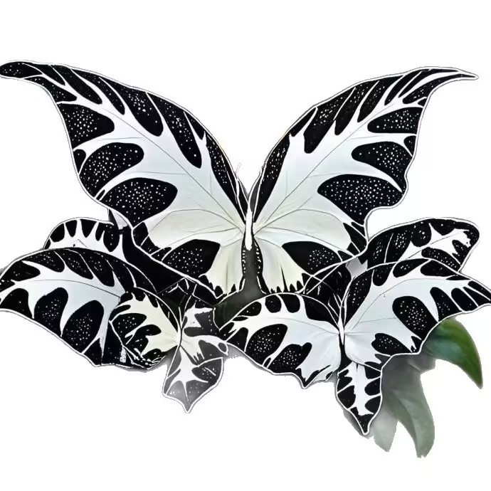 Butterfly Geranium Seeds