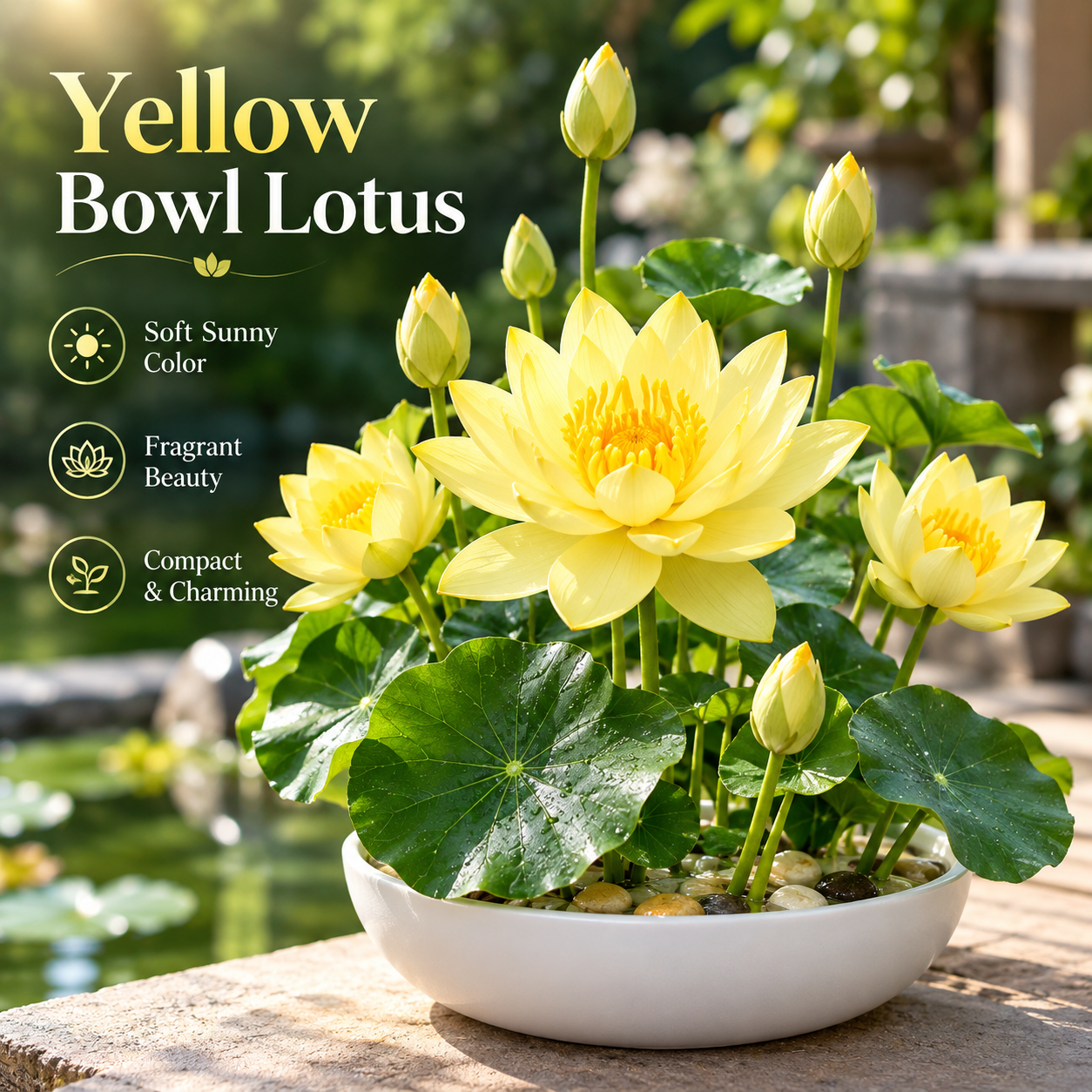 🪷Water lily Bulbs - The Sacred Bonsai Lotus Flower