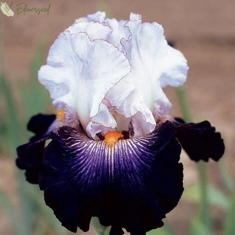 Multi Iris Seeds: Vibrant, Resilient, and Spectacular Blooms