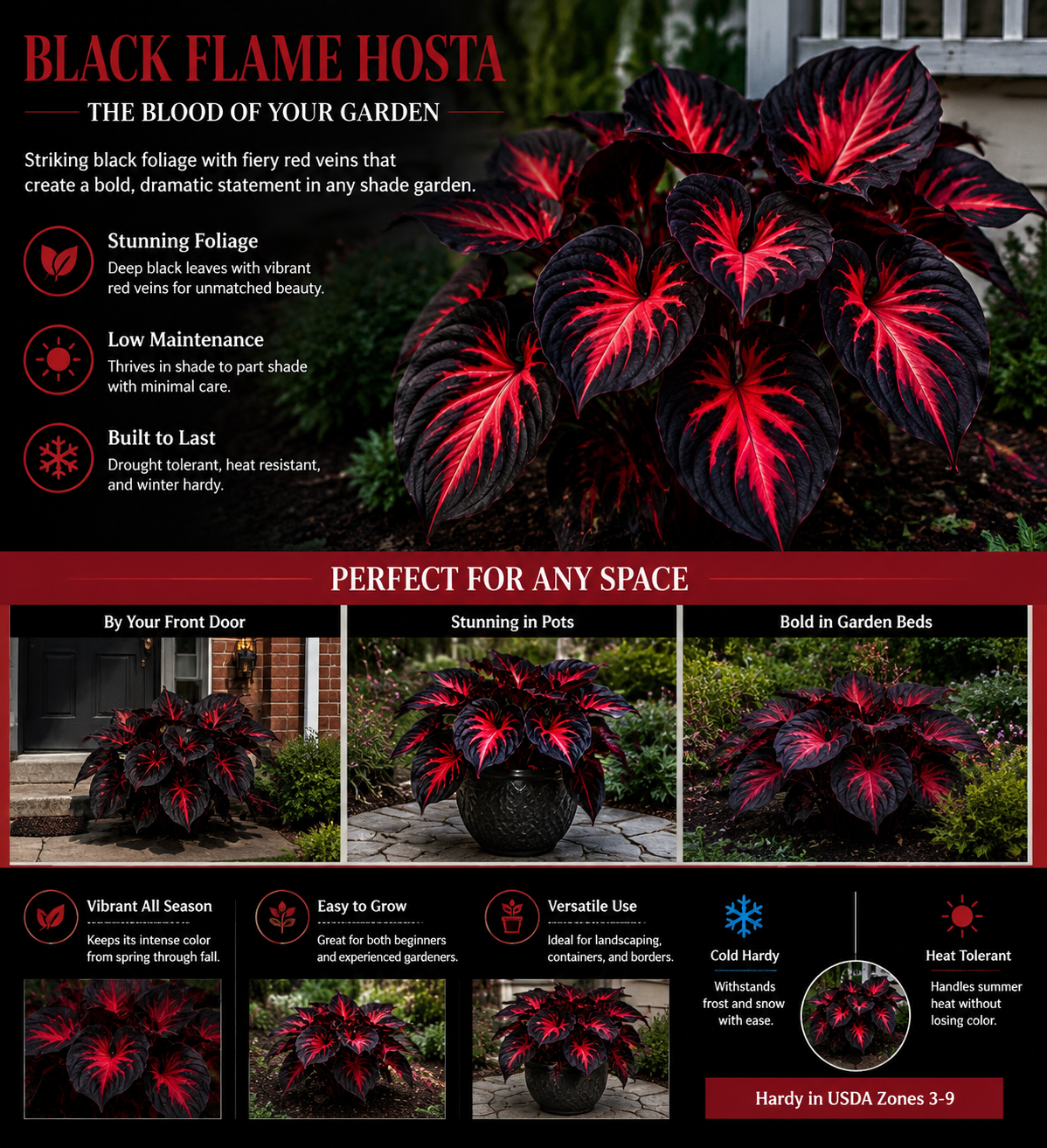 🔥Glow-in-the-Dark Garden Magic: Rare Black Red Flame Hostas Seeds