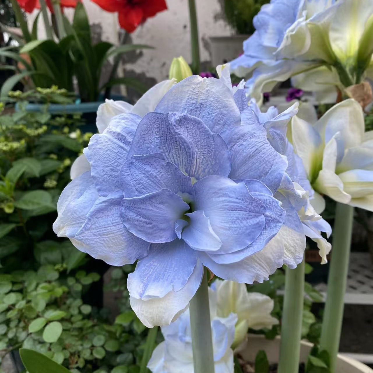 Double-Flowered Amaryllis Bulbs🌼