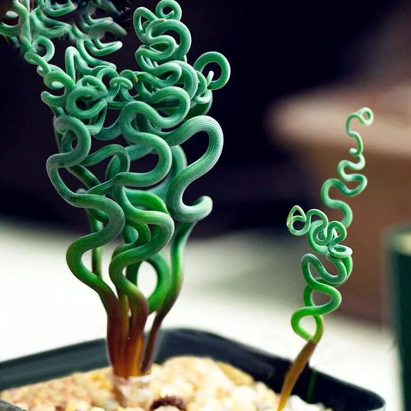 Egrow 100Pcs/Bag Sprial Grass Seeds Green Succulents Plants Garden DIY Bonsai Potted Flower Seed Egrow 100Pcs/Bag Sprial Grass Seeds Green Succulents Plants Garden DIY Bonsai Potted Flower Seed