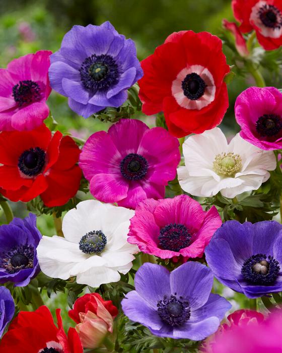 Anemone (SPRING) Coronaria 'De Caen Mixture' (Ships in Spring) Anemone from  ADR Bulbs