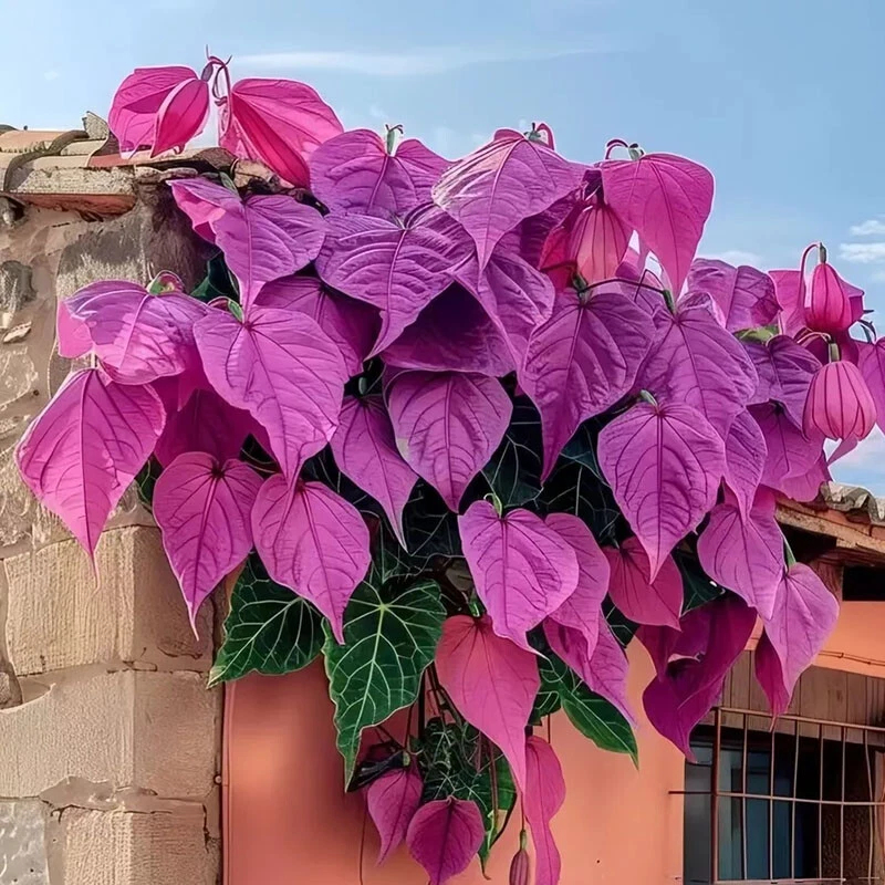 🌱Exotic Rare Leaf Seeds🏡Transform Your Garden into a Masterpiece