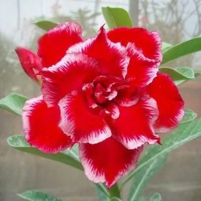 ✨Desert Rose Seeds🌹Heat Resistant✨