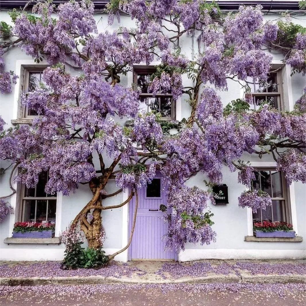 Wisteria Sinensis - Waterfall Flower