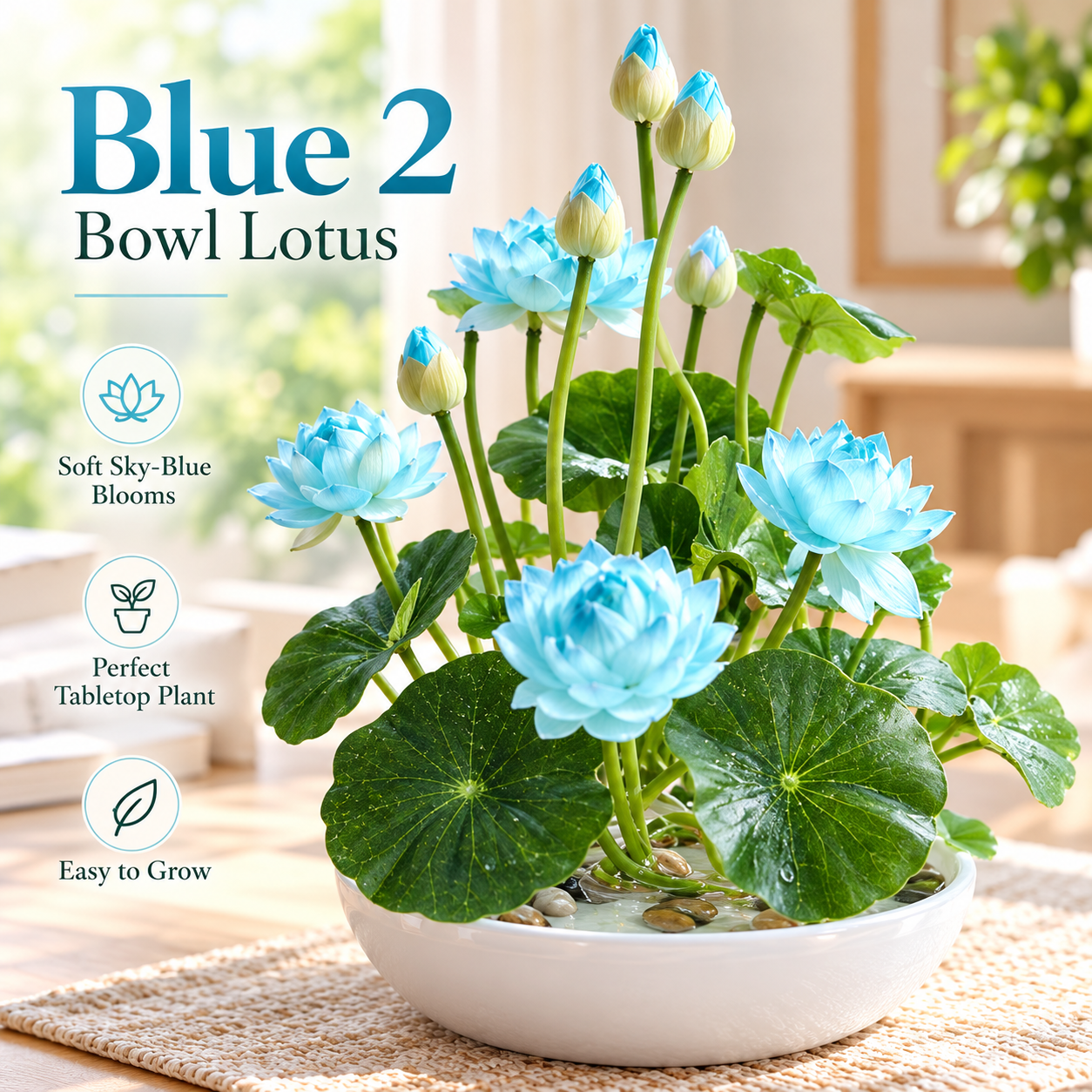 🪷Water lily Bulbs - The Sacred Bonsai Lotus Flower