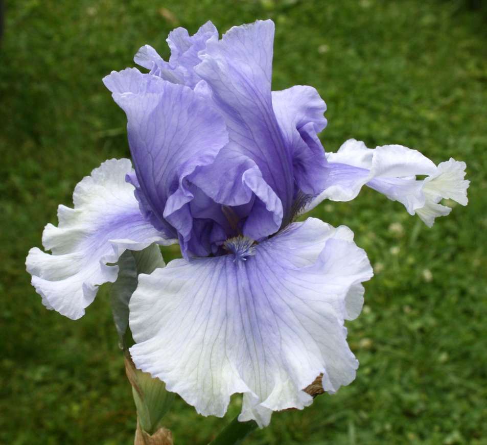 Multi Iris Seeds: Vibrant, Resilient, and Spectacular Blooms