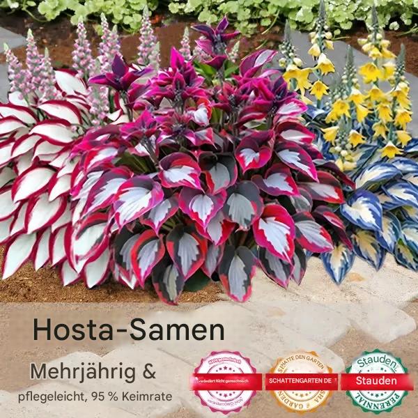 💥2026 Sonderangebot 🌌Mitternachtsblaue Herz-Hosta-Samen, mehrjährige Schattenpflanze für den Garten