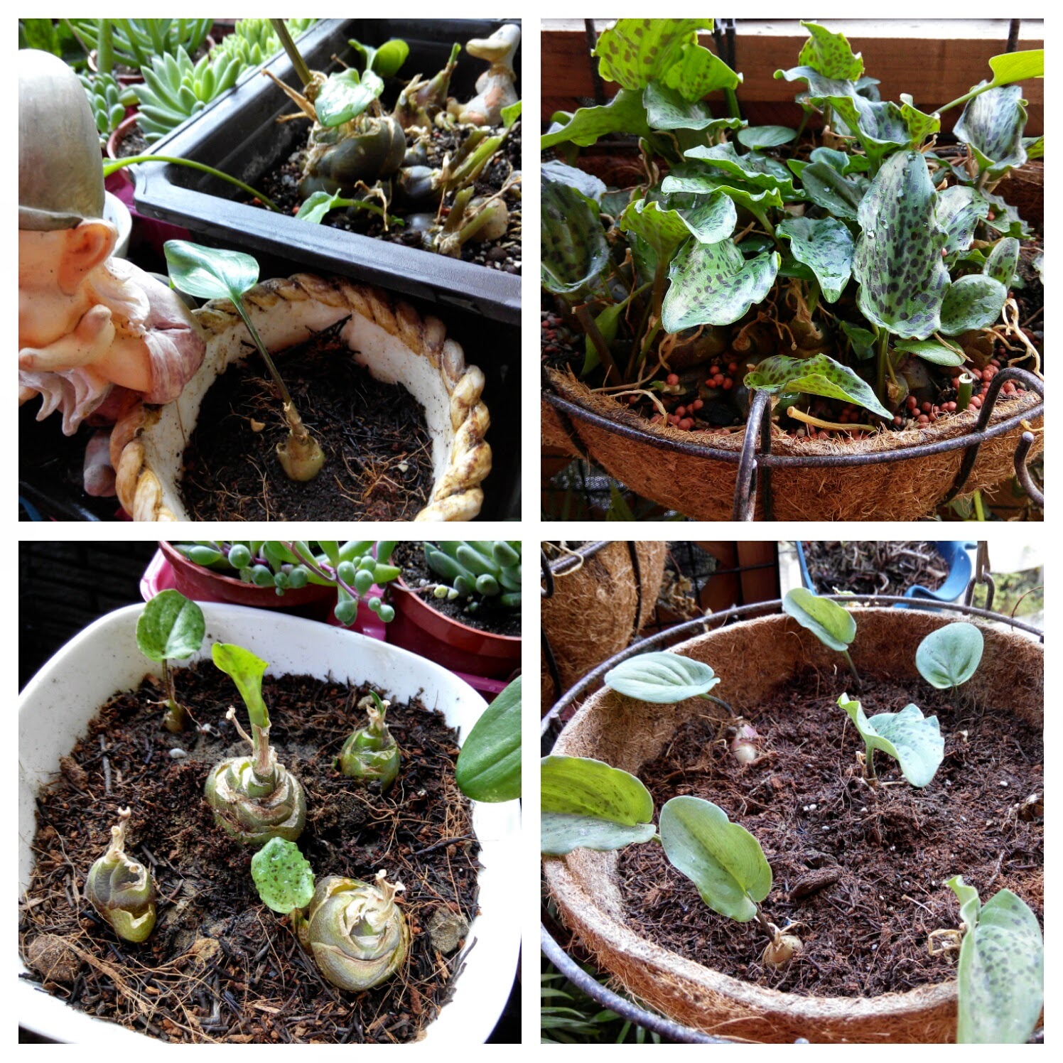 Joanna 結絲網: 油點百合