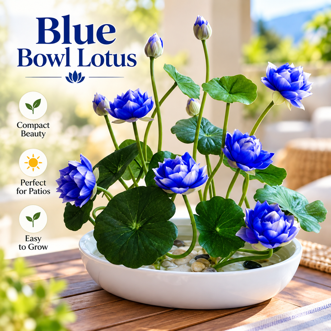 🪷Water lily Bulbs - The Sacred Bonsai Lotus Flower