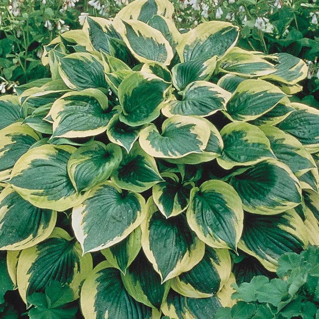 MIX COLORS-THE RESILIENT BEAUTY: SHADE-TOLERANT AND COLD-HARDY HOSTA FLOWERS
