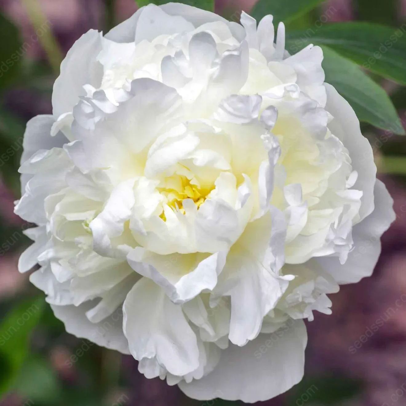 🌸 Peony Bulbs – Elegance in Every Bloom 🌸