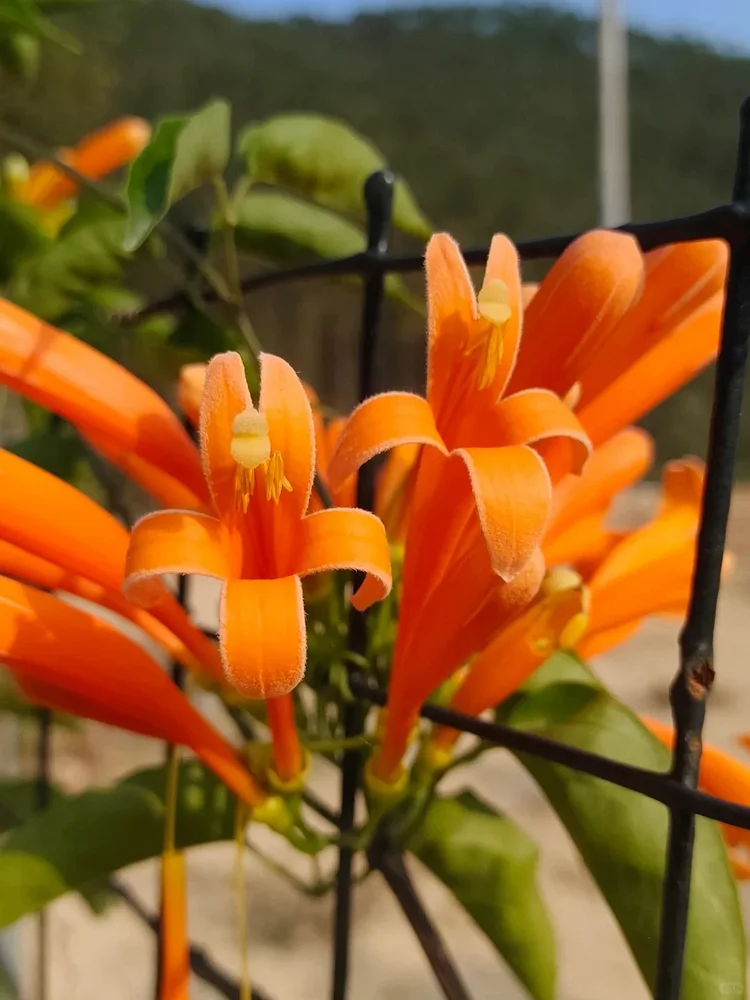 Firecracker Vine Seeds-Wealth and Good Fortune