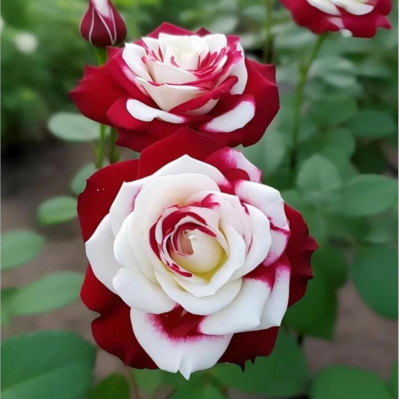 【Buy 2 Get 1 Free】200/1000pcs Rare Twin Red White Rose Flower Seeds for Planting - Captivating Garden Blooms Non GMO Heirloom Garden - Planting Instructions for Easy Grow - Great Gardening Gifts