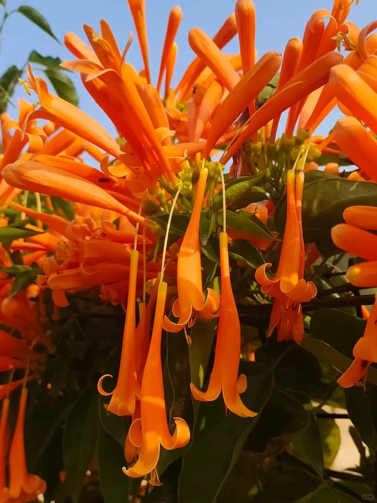 Firecracker Vine Seeds-Wealth and Good Fortune