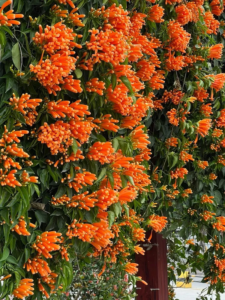 Firecracker Vine Seeds-Wealth and Good Fortune