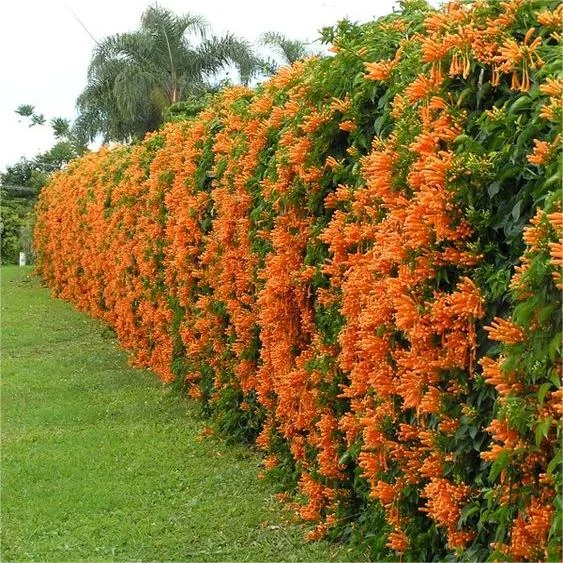 Firecracker Vine Seeds-Wealth and Good Fortune
