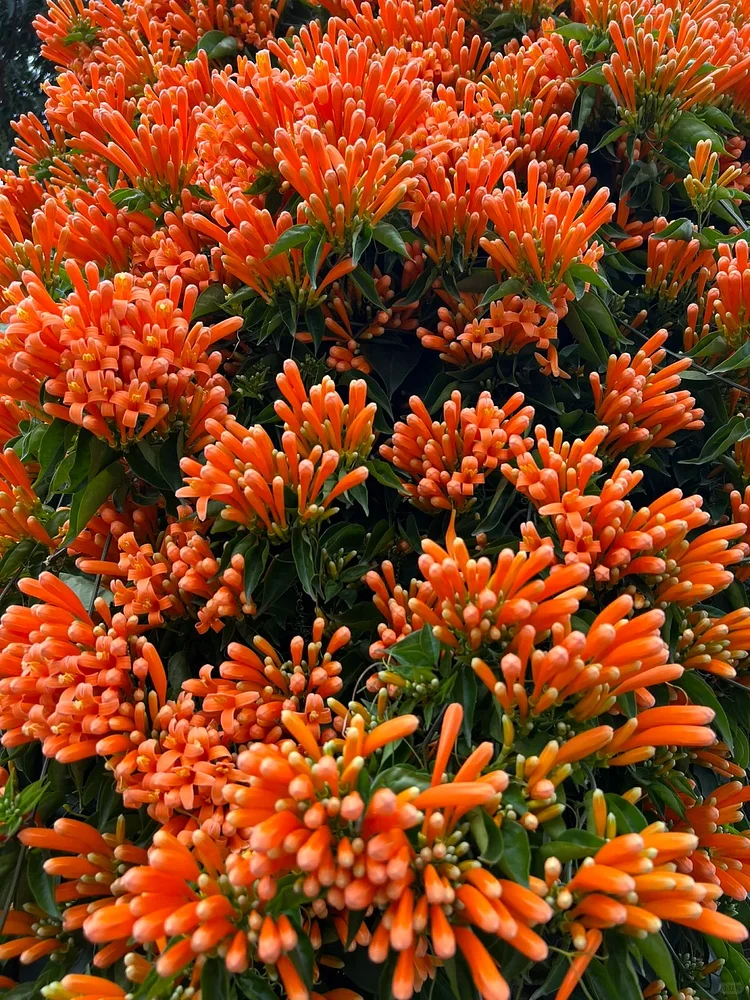 Firecracker Vine Seeds-Wealth and Good Fortune