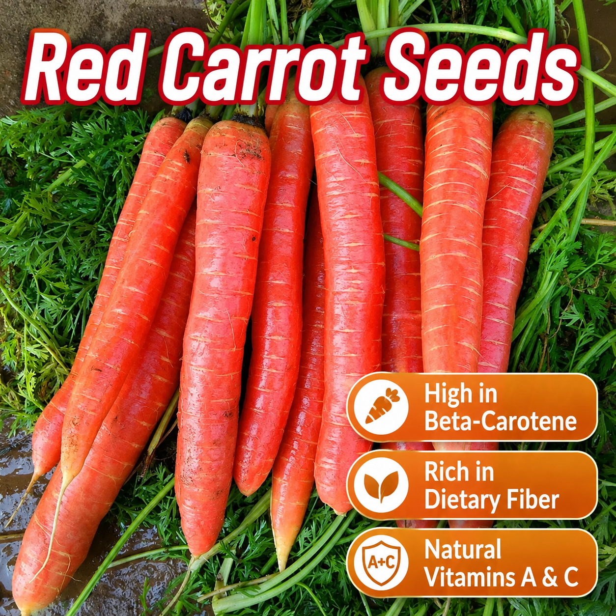 A collection of multi-colored carrots Seeds