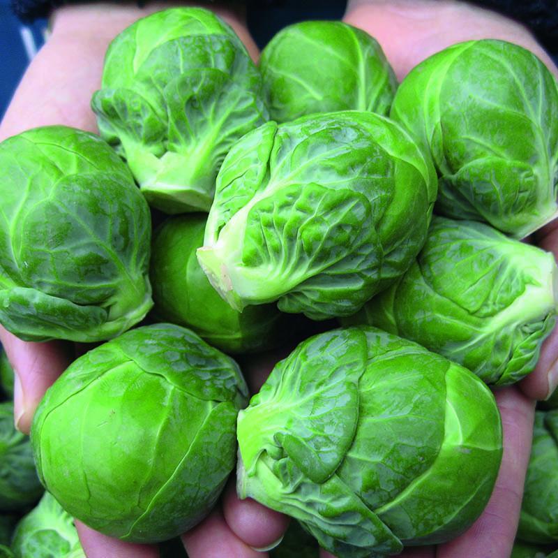 🥬Brussels Sprouts Marte F1 Seeds