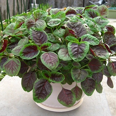 Large-Leafed Red Amaranth Seeds 