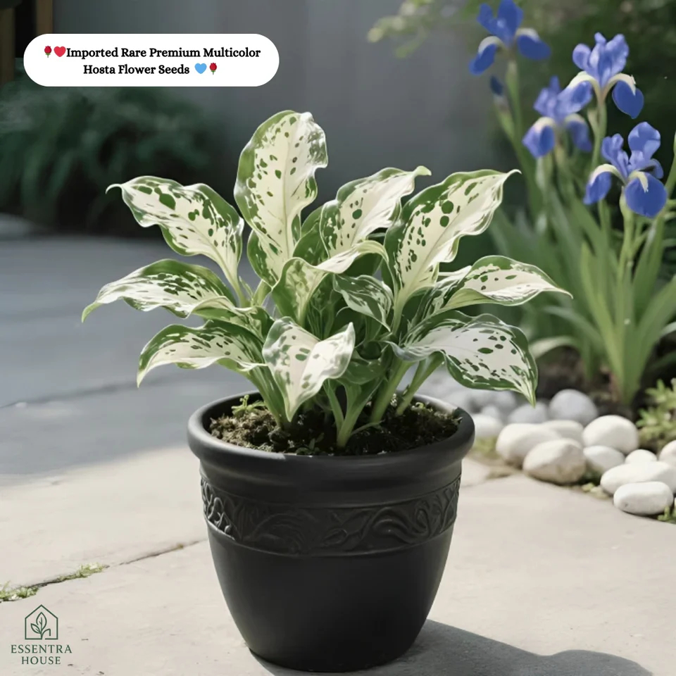 🍃🌸 9 Rare & Breathtaking Premium Multicolor HOSTA SEEDS 🌸🍃