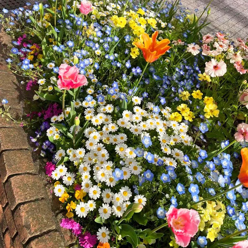 🔥Hot Sale🎉Mixed Perennial Wild Flowers Seeds（Over 60 kinds mixed）