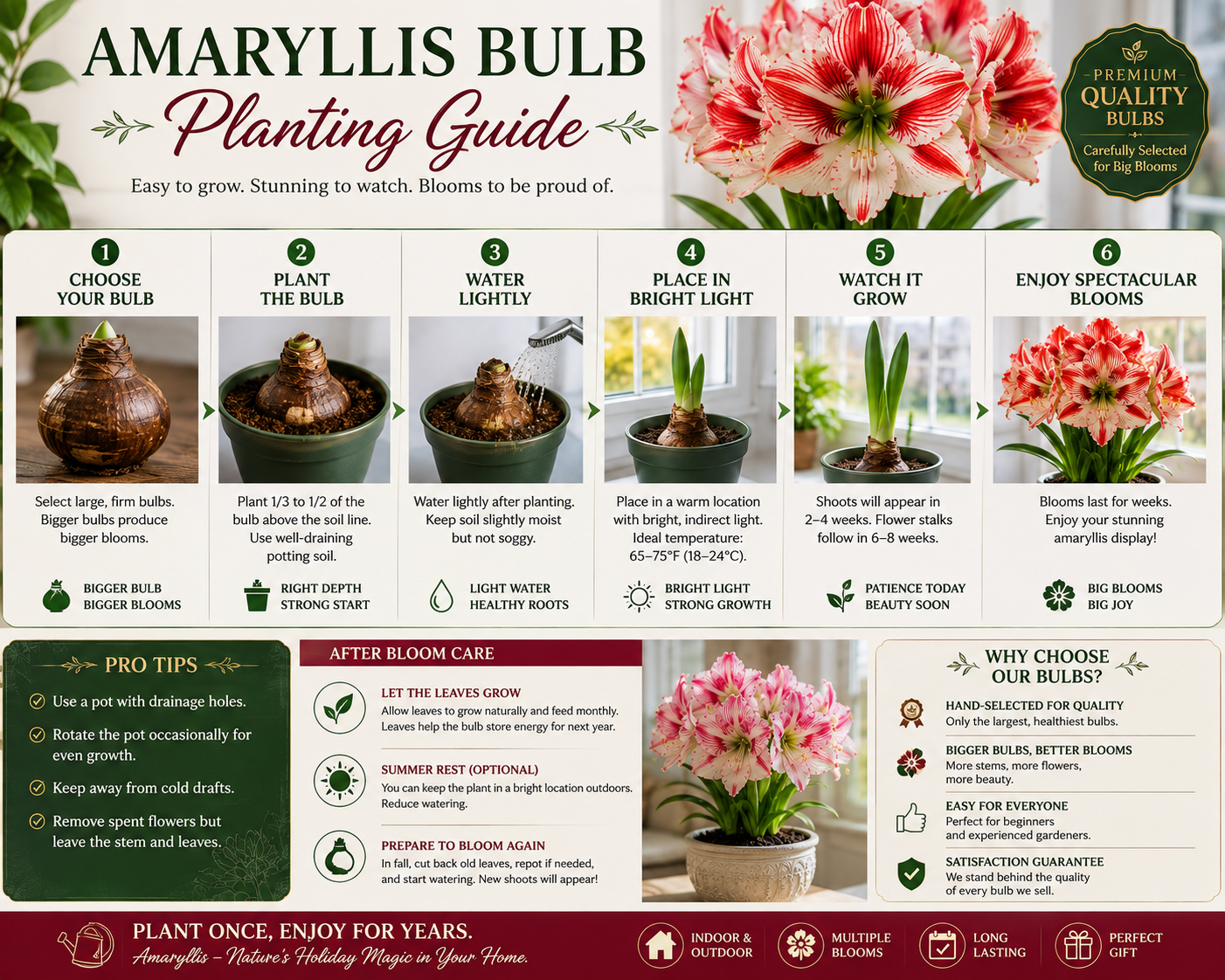🌺 Giant Amaryllis Bulbs-🏆 Winner Of The Gardeners' Choice Collection 2026