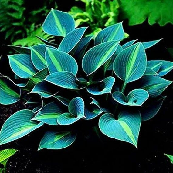 MIX COLORS-THE RESILIENT BEAUTY: SHADE-TOLERANT AND COLD-HARDY HOSTA FLOWERS