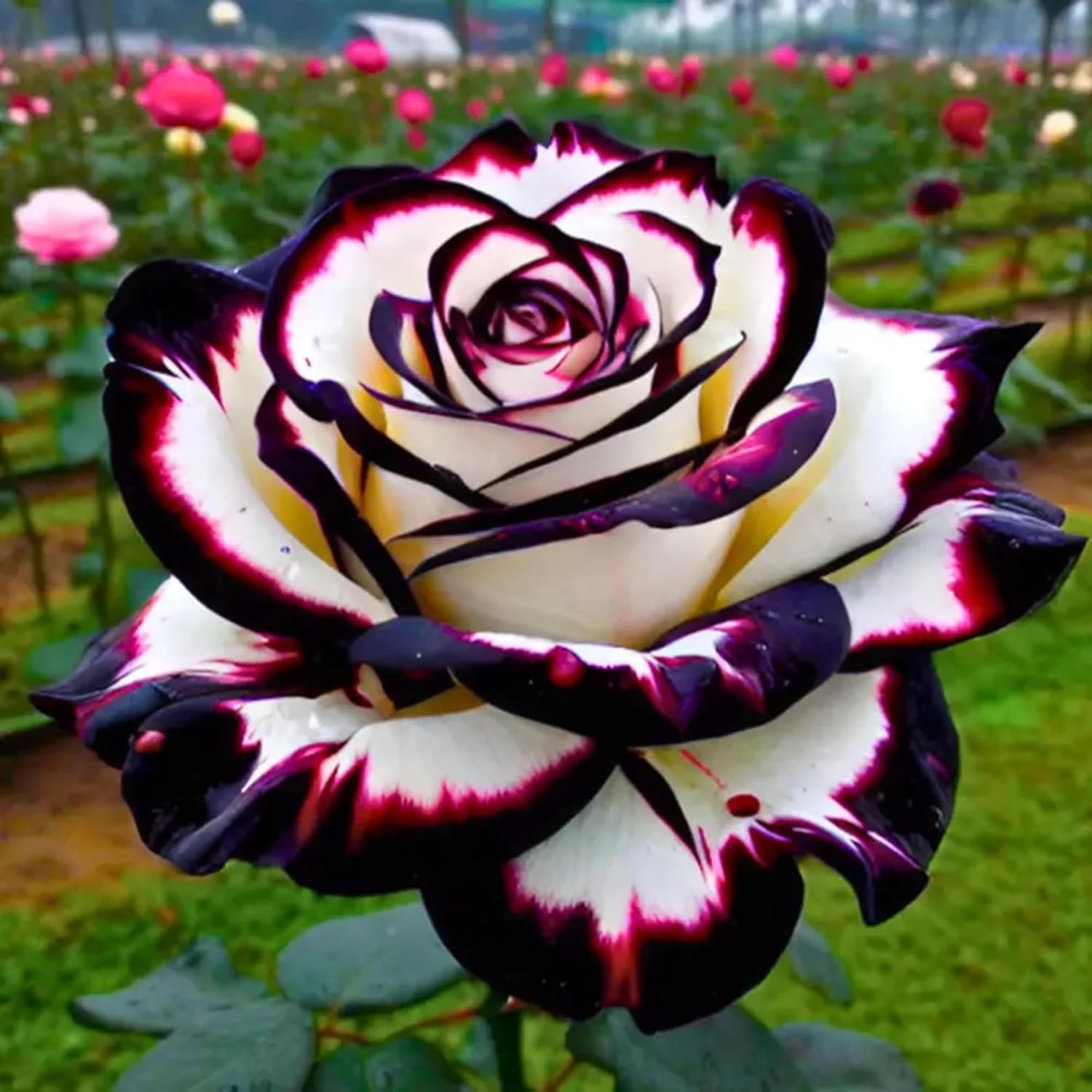 300Pcs Mix Colorful Rose Flower Seeds for Home Garden & Container Planting - Perennial Fragrant Flowers 300Pcs Mix Colorful Rose Flower Seeds for Home Garden & Container Planting - Perennial Fragrant Flowers