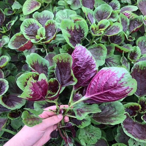 Large-Leafed Red Amaranth Seeds 