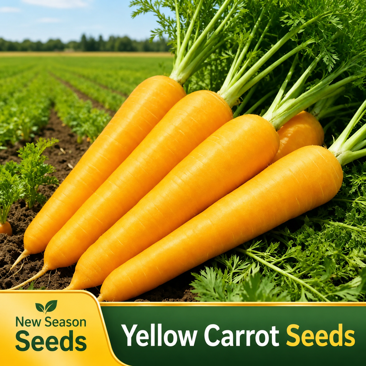 A collection of multi-colored carrots Seeds