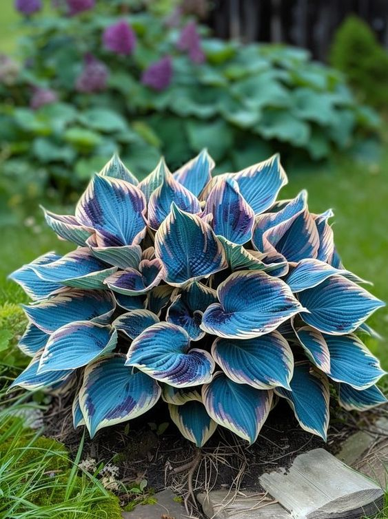 MIX COLORS-THE RESILIENT BEAUTY: SHADE-TOLERANT AND COLD-HARDY HOSTA FLOWERS