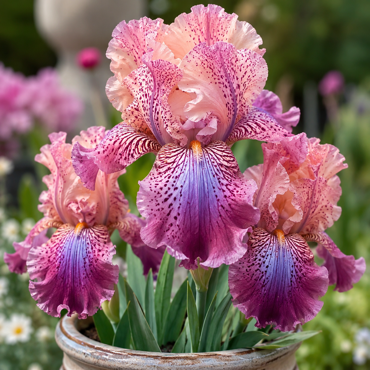 🌸 Iris Bulbs – Elegant Blooms That Return Year After Year