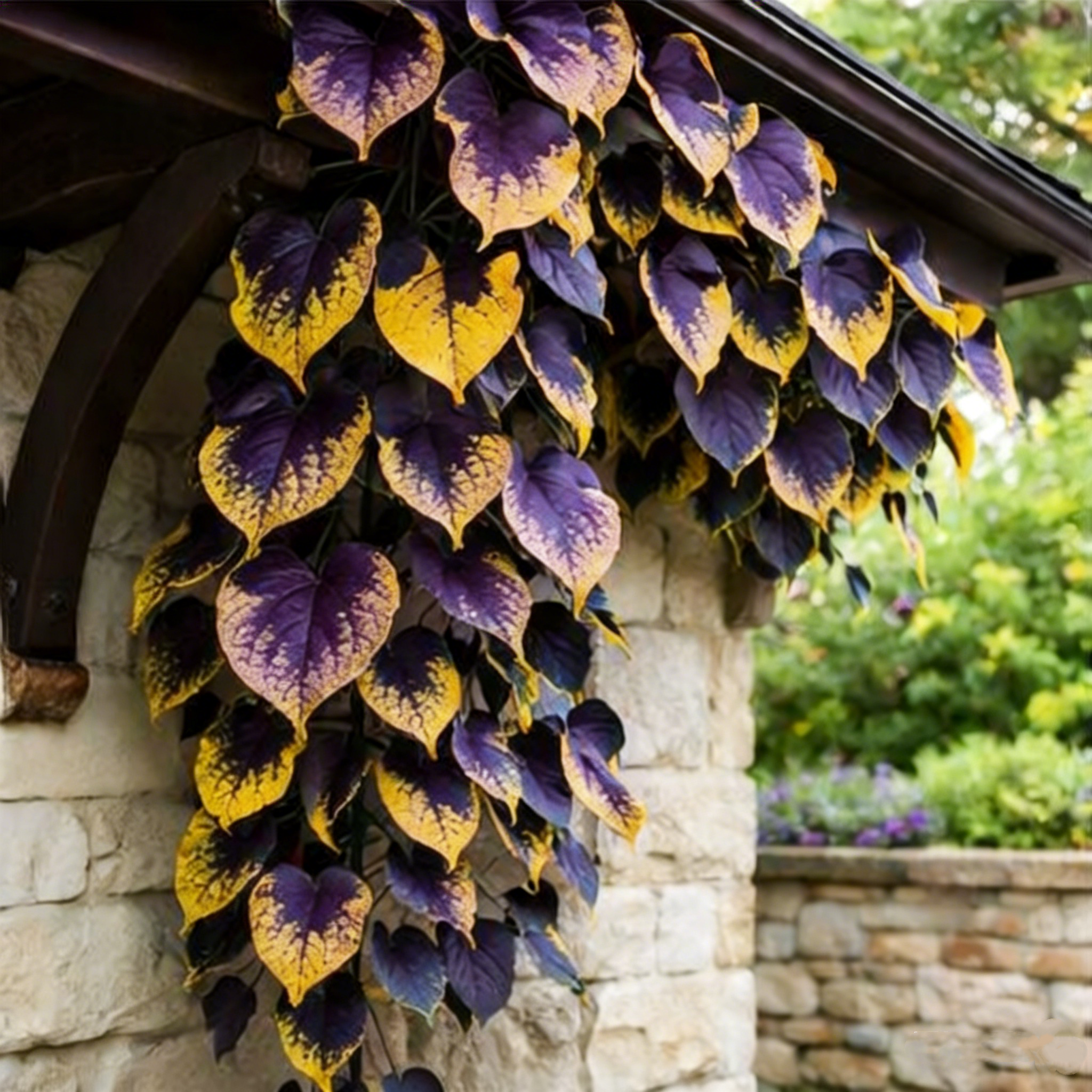 💜Purple Heart Vine Seeds–Vibrant Climbing Beauty 🌿✨