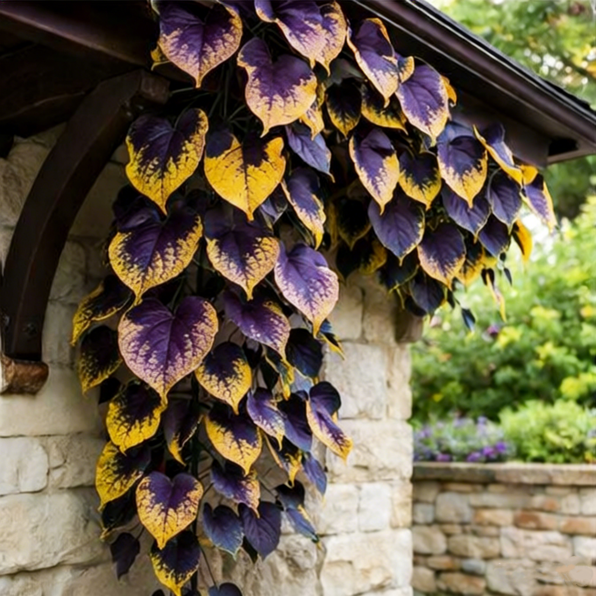 💜Purple Heart Vine Seeds–Vibrant Climbing Beauty 🌿✨